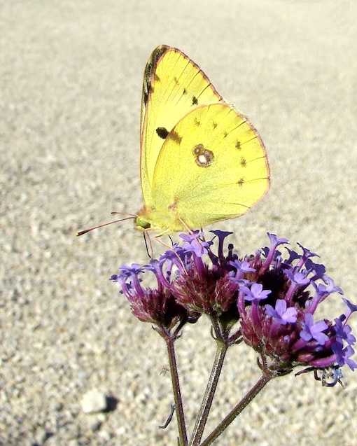 Berger's clouded yellow